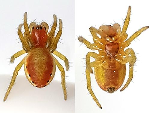Araniella sp.